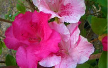 Load image into Gallery viewer, CONVERSATION PIECE  Azalea/Rhododendron Starter Plant STUNNING MULTI COLOR BLOOMS
