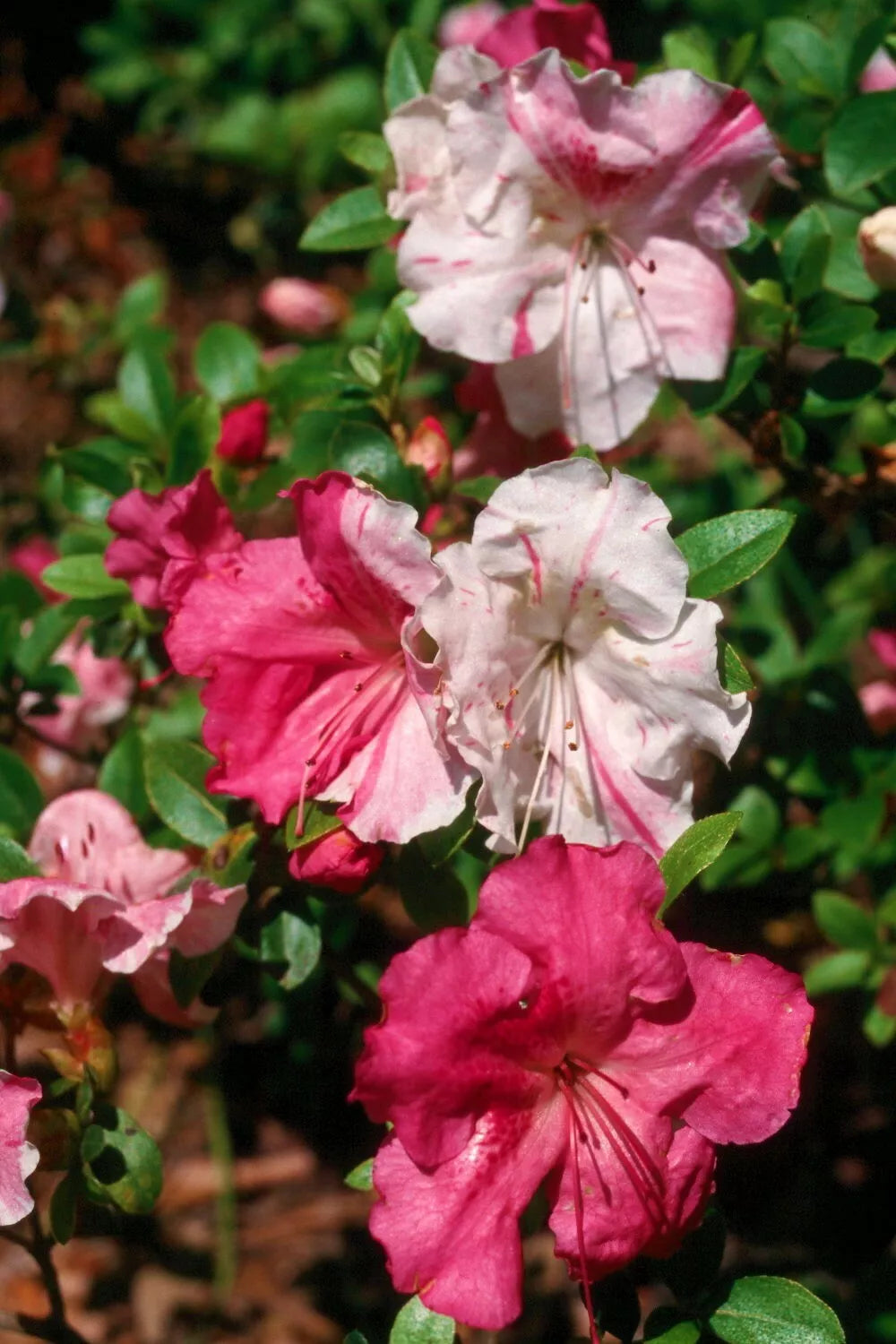CONVERSATION PIECE  Azalea/Rhododendron Starter Plant STUNNING MULTI COLOR BLOOMS
