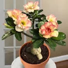 Load image into Gallery viewer, COTTON CANDY Adenium Obesum Grafted Desert Rose Plant
