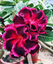 Load image into Gallery viewer, Caspian  Desert Rose Adenium Obesum SMALL Rooted Seedling Plant
