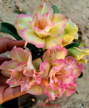 Load image into Gallery viewer, Chumpatong   Desert Rose Adenium Obesum SMALL Rooted Seedling Plant
