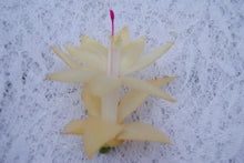 Load image into Gallery viewer, Comet Christmas Cactus/Thanksgiving Cactus SchlumbergeraTruncata Rooted STARTER Plant
