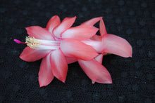 Load image into Gallery viewer, Coral Cascadet Christmas Cactus/Thanksgiving Cactus Schlumbergera Truncata Rooted STARTER Plant
