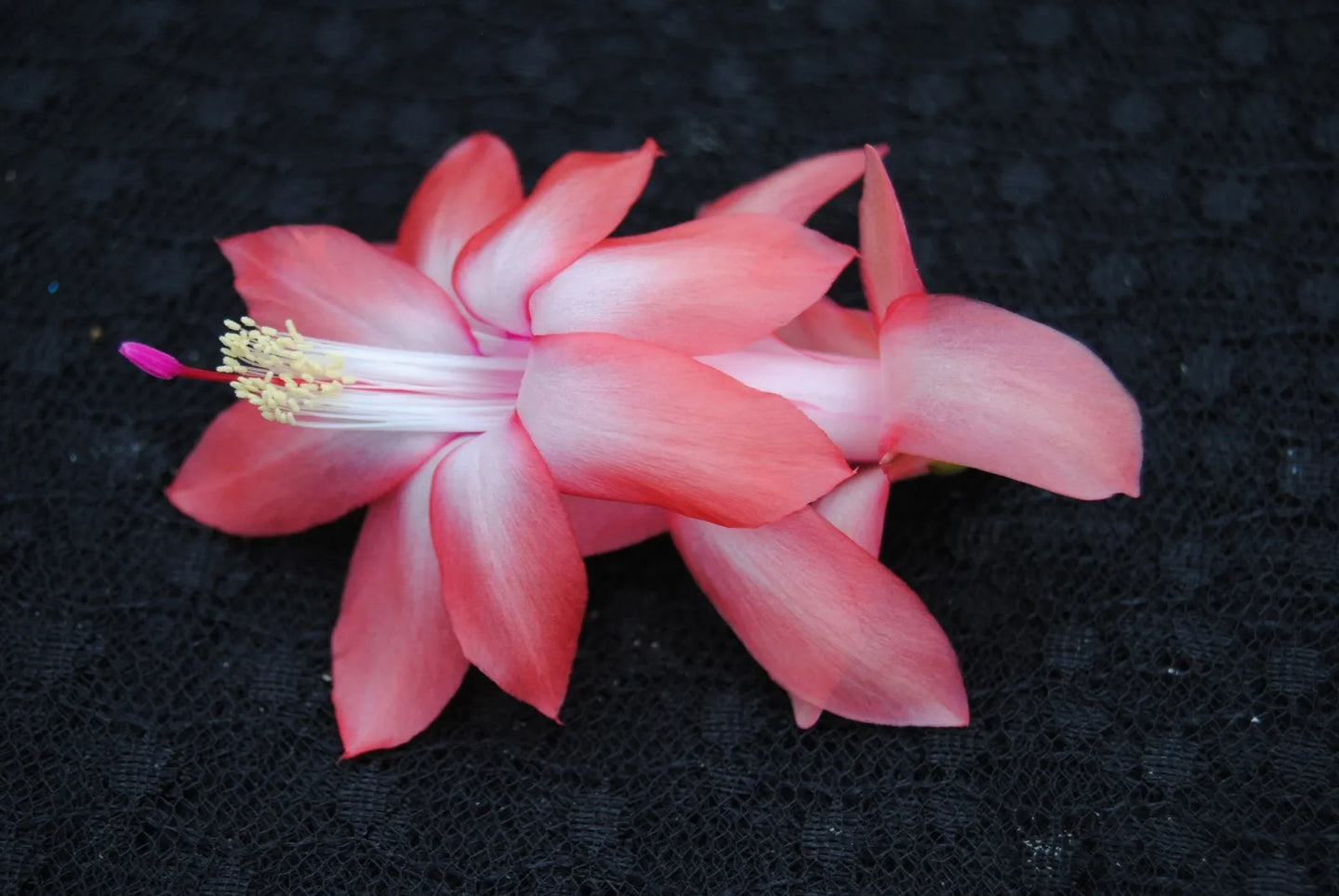 Coral Cascadet Christmas Cactus/Thanksgiving Cactus Schlumbergera Truncata Rooted STARTER Plant