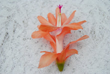 Load image into Gallery viewer, Coral Delight-Christmas Cactus/Thanksgiving Cactus Schlumbergera Truncata Rooted STARTER Plant
