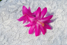 Load image into Gallery viewer, Crown Jewels Christmas Cactus/Thanksgiving Cactus Schlumbergera Truncata Rooted STARTER Plant
