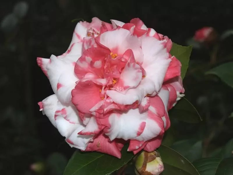 **DAIKAGURA**Bicolor Bloom** Camellia Japonica-Live Starter Plant USA Seller-