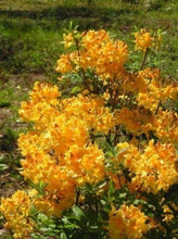 Load image into Gallery viewer, DANCING RABBIT  Aromi Azalea/Rhododendron Deciduous Starter Plant (MAY BE DORMANT)
