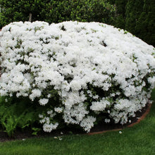 Load image into Gallery viewer, DELAWARE VALLEY WHITE~~Azalea Rhododendron Deciduous Starter Plant~~PURE WHITE
