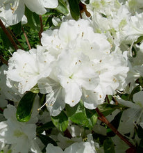 Load image into Gallery viewer, DELAWARE VALLEY WHITE~~Azalea Rhododendron Deciduous Starter Plant~~PURE WHITE
