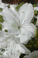 Load image into Gallery viewer, DELAWARE VALLEY WHITE~~Azalea Rhododendron Deciduous Starter Plant~~PURE WHITE
