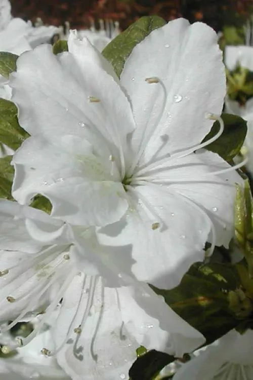 DELAWARE VALLEY WHITE~~Azalea Rhododendron Deciduous Starter Plant~~PURE WHITE