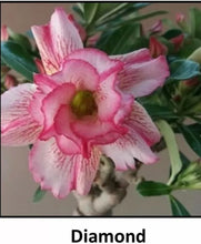 Load image into Gallery viewer, DIAMOND  Adenium Obesum Grafted Plant  Desert Rose Plant *USA Seller*
