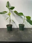 Load image into Gallery viewer, DOUBLE Tahitian Gardenia Taitensis Jasminoides Plant~Intensely Fragrant Flower
