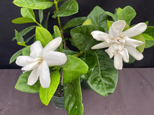 Load image into Gallery viewer, DOUBLE Tahitian Gardenia Taitensis Jasminoides Plant~Intensely Fragrant Flower
