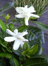 Load image into Gallery viewer, DOUBLE Tahitian Gardenia Taitensis Jasminoides Plant~Intensely Fragrant Flower
