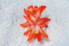 Load image into Gallery viewer, Desert Sun-Christmas Cactus/Thanksgiving Cactus-Schlumbergera Truncata Rooted STARTER Plant
