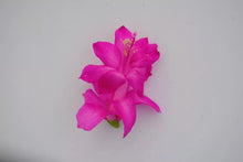 Load image into Gallery viewer, Dutch April-Christmas Cactus/Thanksgiving Cactus-Schlumbergera Truncata Rooted STARTER Plant
