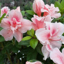 Load image into Gallery viewer, ENCORE AUTUMN BELLE~~Azalea Deciduous Well Rooted Starter Plant
