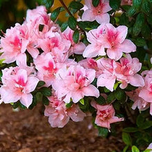 Load image into Gallery viewer, ENCORE AUTUMN BELLE~~Azalea Deciduous Well Rooted Starter Plant
