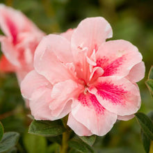 Load image into Gallery viewer, ENCORE AUTUMN BELLE~~Azalea Deciduous Well Rooted Starter Plant
