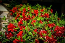 Load image into Gallery viewer, ENCORE AUTUMN BONFIRE~~Azalea Deciduous Well Rooted Starter Plant~~BLOOD RED!
