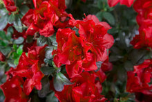 Load image into Gallery viewer, ENCORE AUTUMN FIRE~~Azalea Deciduous Well Rooted Starter Plant~~DEEPEST RED!
