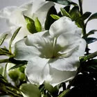 Load image into Gallery viewer, ENCORE AUTUMN MOONLIGHT~~Azalea Deciduous Well Rooted STARTER Plant
