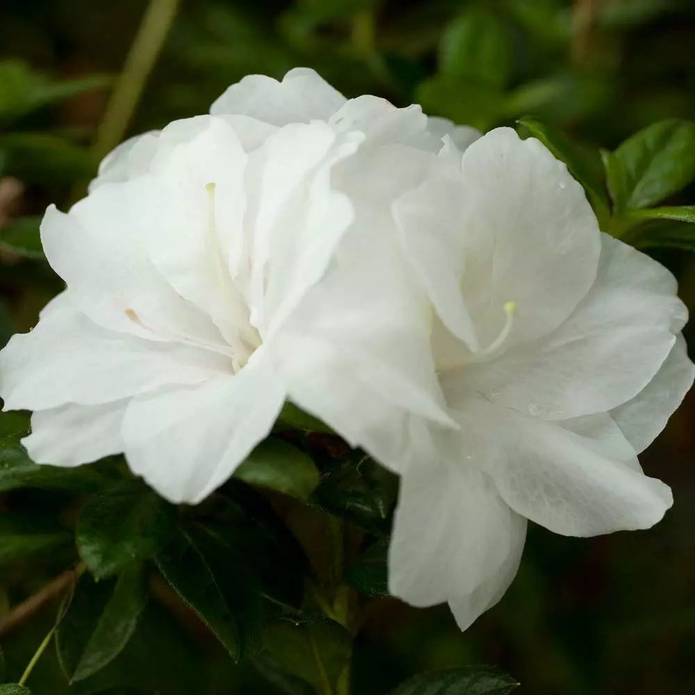 ENCORE AUTUMN MOONLIGHT~~Azalea Deciduous Well Rooted STARTER Plant