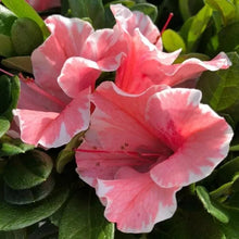 Load image into Gallery viewer, ENCORE AUTUMN SUNBURST   Azalea Deciduous Well Rooted Starter Plant
