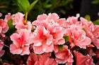 Load image into Gallery viewer, ENCORE AUTUMN SUNBURST   Azalea Deciduous Well Rooted Starter Plant
