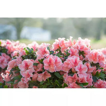 Load image into Gallery viewer, ENCORE AUTUMN SUNBURST   Azalea Deciduous Well Rooted Starter Plant
