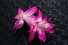 Load image into Gallery viewer, East India Silk Cactus/Thanksgiving Cactus SchlumbergeraTruncata Rooted STARTER Plant
