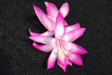 Load image into Gallery viewer, Electra Christmas Cactus/Thanksgiving Cactus Schlumbergera Truncata Rooted STARTER Plant
