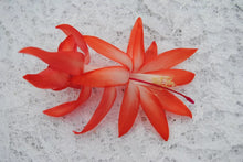 Load image into Gallery viewer, Elise Christmas Cactus/Thanksgiving Cactus Schlumbergera-Truncata Rooted STARTER Plant
