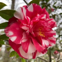 Load image into Gallery viewer, Emmett Pfingsti~~Unique Bloom**Camellia Japonica-Live Starter Plant
