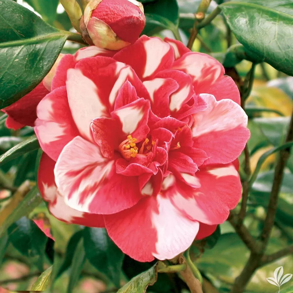 Emmett Pfingsti~~Unique Bloom**Camellia Japonica-Live Starter Plant