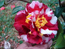 Load image into Gallery viewer, Emmett Pfingsti~~Unique Bloom**Camellia Japonica-Live Starter Plant
