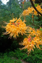 Load image into Gallery viewer, FANTASTIQUE Aromi Azalea Rhododendron Hybrid Well Rooted Plant (MAY BE DORMANT)
