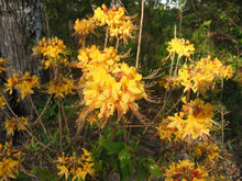 Load image into Gallery viewer, FANTASTIQUE Aromi Azalea Rhododendron Hybrid Well Rooted Plant (MAY BE DORMANT)

