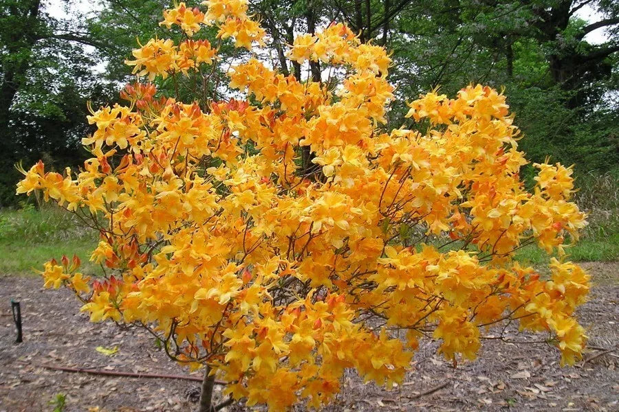 FANTASTIQUE Aromi Azalea Rhododendron Hybrid Well Rooted Plant (MAY BE DORMANT)