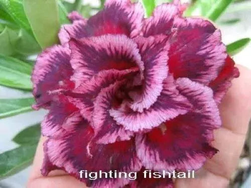 FIGHTING FISHTAIL Adenium Obesum Grafted Desert Rose Plant – Hope's ...