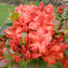 Load image into Gallery viewer, FIREBALL~~Azalea Rhododendron~Well Rooted STARTER Plant!
