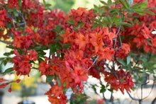 Load image into Gallery viewer, FIREBALL~~Azalea Rhododendron~Well Rooted STARTER Plant!
