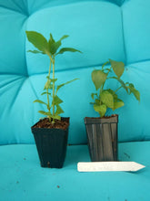 Load image into Gallery viewer, *FIRE SPIKE RED*Odontonema strictum**Rooted Starter Plant**Attracts Hummingbirds
