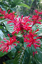 Load image into Gallery viewer, *FIRE SPIKE RED*Odontonema strictum**Rooted Starter Plant**Attracts Hummingbirds
