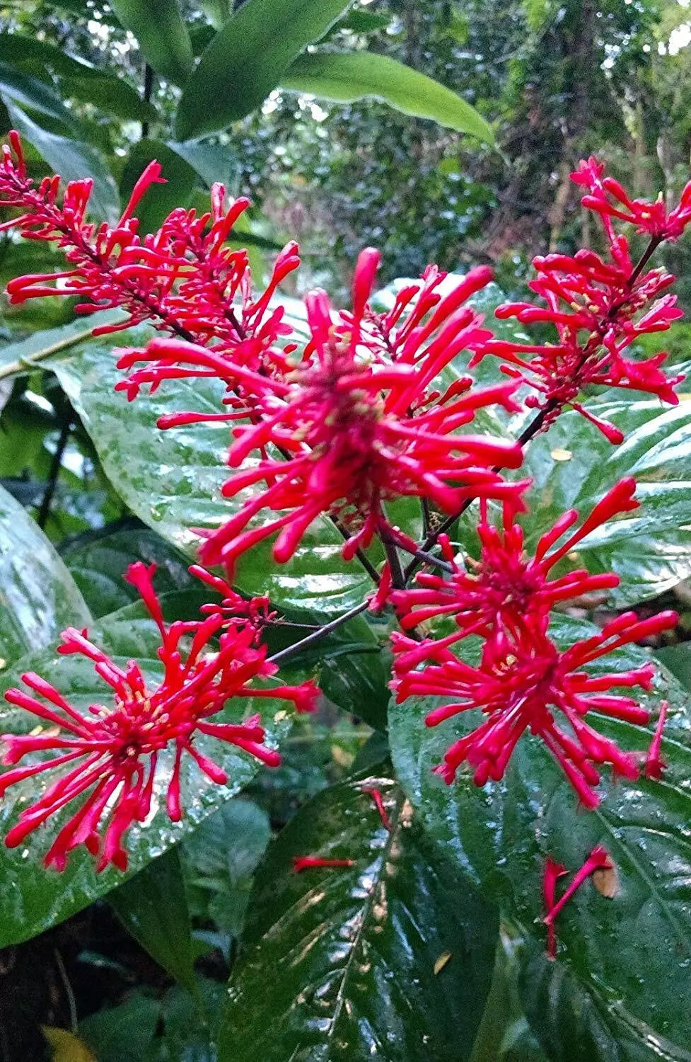 *FIRE SPIKE RED*Odontonema strictum**Rooted Starter Plant**Attracts Hummingbirds
