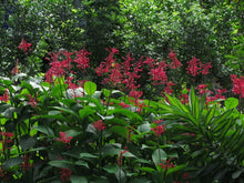 Load image into Gallery viewer, *FIRE SPIKE RED*Odontonema strictum**Rooted Starter Plant**Attracts Hummingbirds
