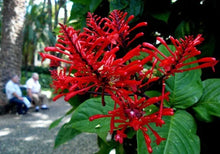 Load image into Gallery viewer, *FIRE SPIKE RED*Odontonema strictum**Rooted Starter Plant**Attracts Hummingbirds
