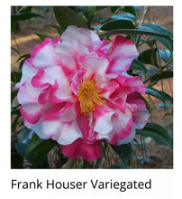 Load image into Gallery viewer, FRANK HOUSER VARIEGATED Camellia Japonica-Starter Plant
